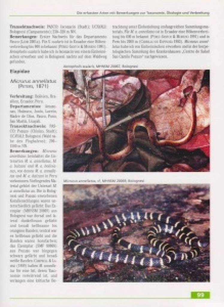 Amphibien und Reptilien in Peru